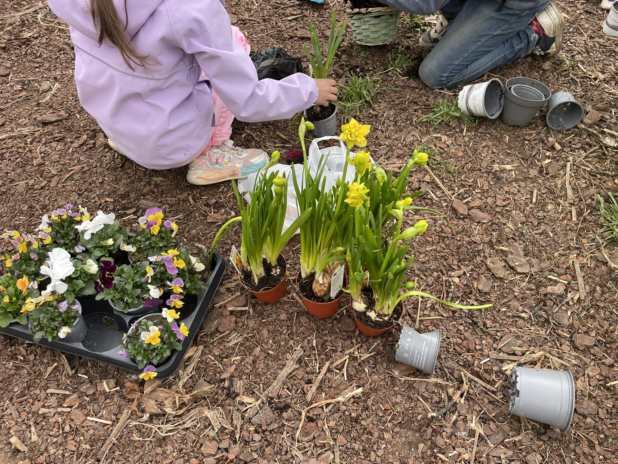 Pflanzen von Frühlingsblühern - Aktion Frühling zieht ein © 48. Grundschule Dresden